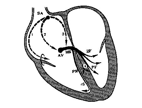 srdce - prevodni system.gif