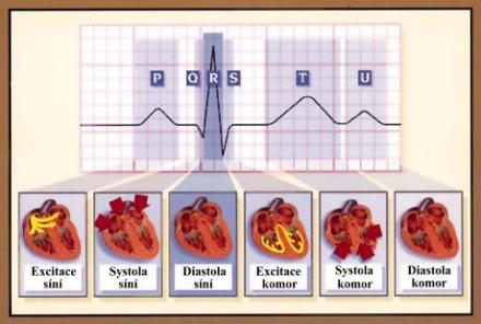 EKG elektrika a mechanika321.jpg