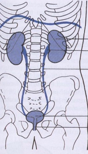 Ledviny a vývodné cesty močové.jpg