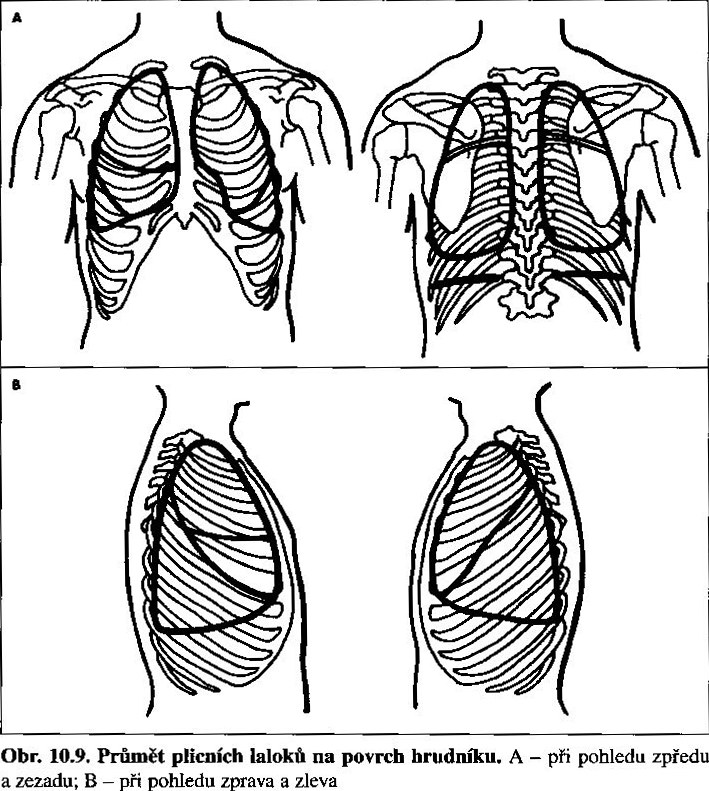 Plíce na povrchu hrudníku.jpg