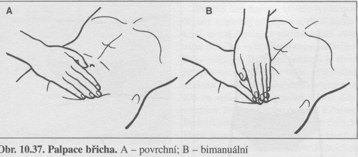 Palpace břicha.jpg