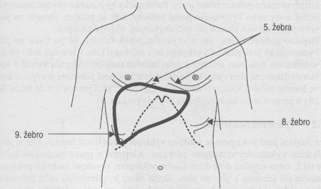 Anatomická lokalizace jater I.jpg