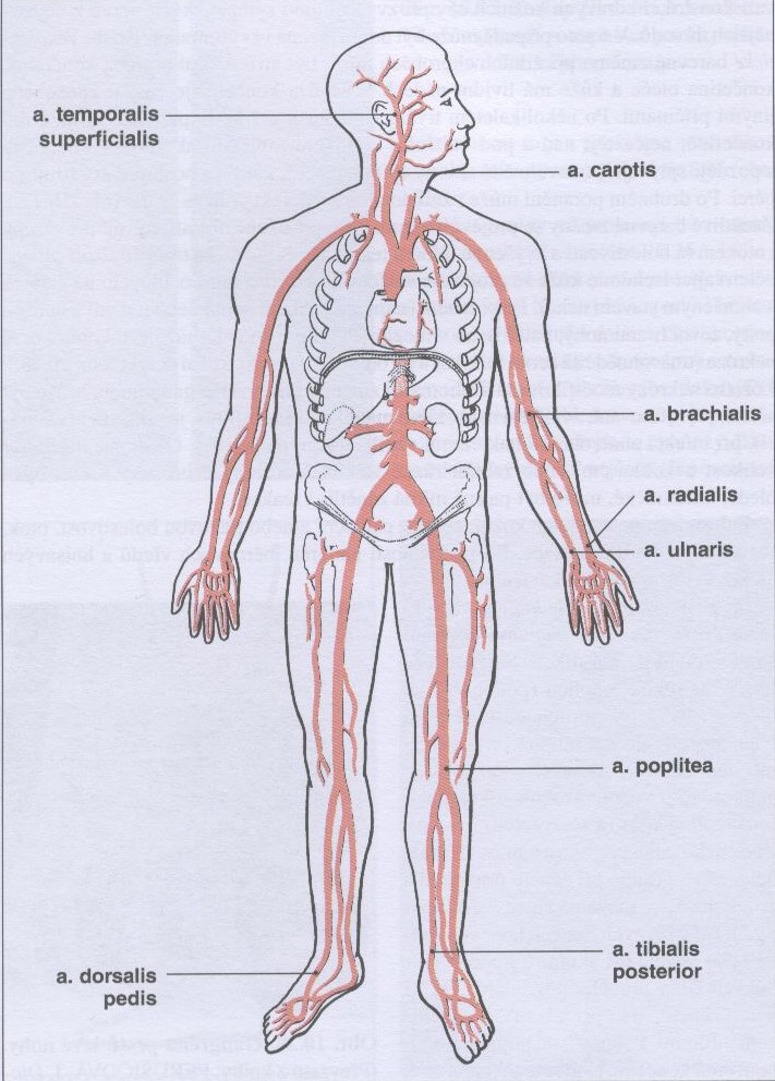 palpační místa tepu.jpg